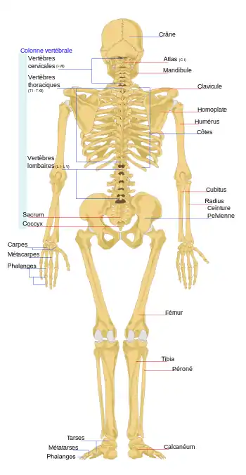 Le squelette de l'homme en vue dorsale.