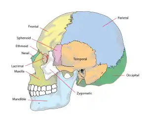 Crâne d'être humain : l'os occipital est en vert.
