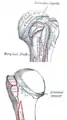 Insertion humérale du muscle supré-épineux