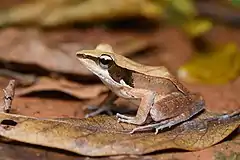 Description de l'image Humerana miopus, Three-striped frog - Mueang Krabi District, Krabi Province (33041767468) by Rushen.jpg.