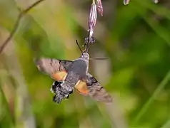 Moro-sphinx butinant en vol stationnaire