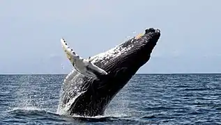 La baleine à bosse.