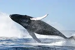 Image illustrative de l’article La Baleine des Malouines