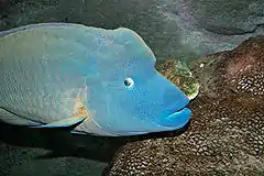 Description de l'image Humphead wrasse melb aquarium.jpg.