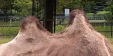 Photographie du dos d'un chameau, montrant les deux bosses dressées, avec de longs poils au sommet.