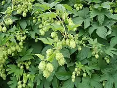 Humulus lupulus var. lupuloides.