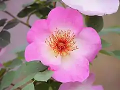 Fleur rosé.