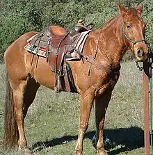 Photographie d'un cheval d'équitation western portant un licol éthologique