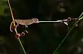 Un caméléon commun captant un diptère (Kapıçam Tabiat Parkı (tr), Kahramanmaraş (province), Turquie).