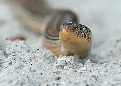 Description de l'image Hunting Island Glass Lizard - panoramio.jpg.