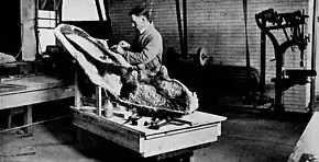 Le chasseur de fossiles George F. Sternberg préparant un crâne fossile du dinosaure Chasmosaurus.