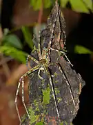 Heteropoda boiei du parc national du Gunung Mulu en Malaisie