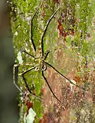 Heteropoda boiei du parc national du Gunung Mulu  en Malaisie