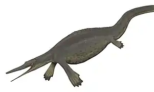 Hupehsuchus sp. (Hupehsuchia) †