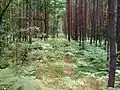 La forêt près de la rivière Hutka.