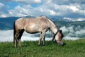 Poney Huçul en liberté