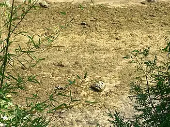 L'Huveaune dans le centre d'Aubagne.