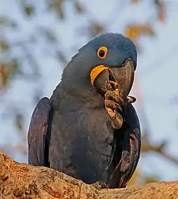 Un Ara hyacinthe au Pantanal, Brésil. Septembre 2015.