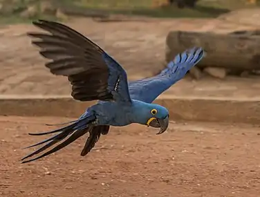 Ara hyacinthe en vol, dans le Pantanal, au Brésil. Septembre 2015.