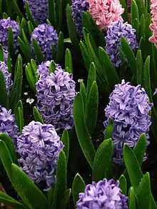 Description de l'image Hyacinthus orientalis (blue cultivar) 01.JPG.