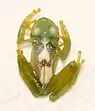 A glass frog, semi-transparent, greenish