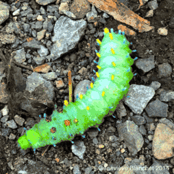  Larve d'Hyalophora cecropia (holométabole)