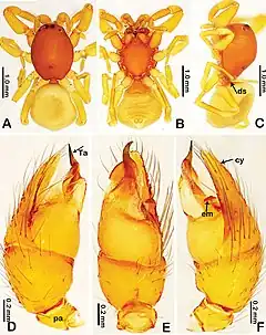 Description de l'image Hybosida machondogo (10.3897-afrinvertebr.61.54004) Figure 5.jpg.