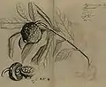 Van Rheede, Hortus Malabaricus, Marotti
