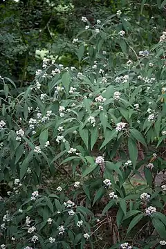Description de l'image Hydrangea involucrata floraison.jpg.