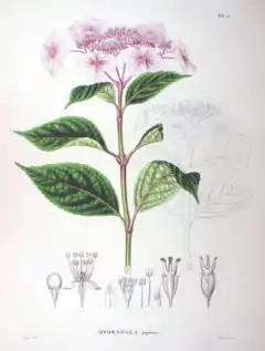 Description de l'image Hydrangea macrophylla SZ53.png.