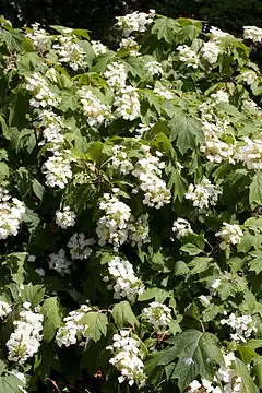 Description de l'image Hydrangea quercifolia - Floraison.jpg.