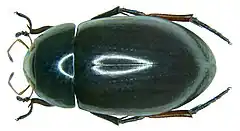 Description de l'image Hydrochara caraboides (Linné, 1758) (3028952853).jpg.