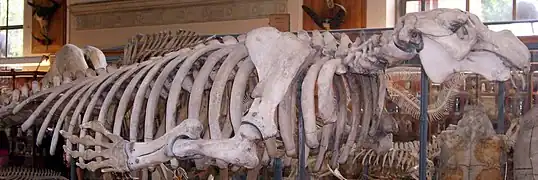 Squelette complet au Muséum d'histoire naturelle de Paris.