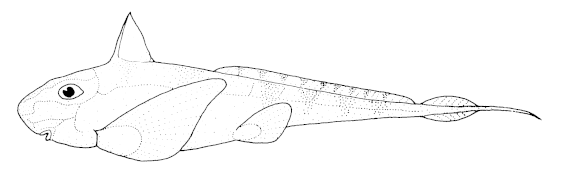 Hydrolagus bemisi