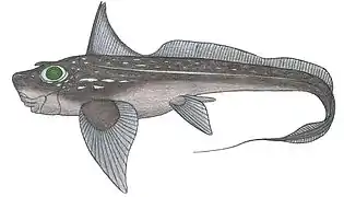 Hydrolagus matallanasi