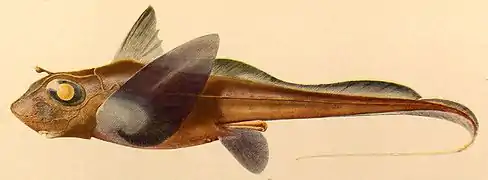 Hydrolagus mirabilis (Chimaeriformes, Chimaeridae)