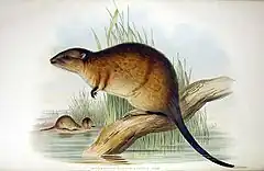 Hydromys chrysogaster, rat d'eau australien.