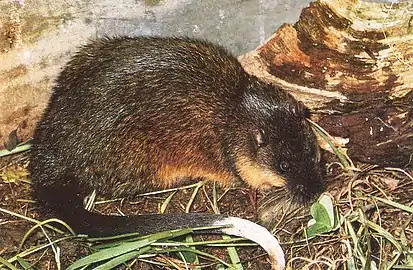 Rat d'eau d'Australie (Hydromys chrysogaster)