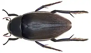 Hydrophilus piceus - vue de dos.