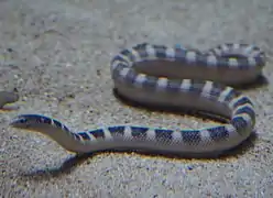 Hydrophis ornatus