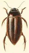 Hydroporus latipes - vue de dessus.