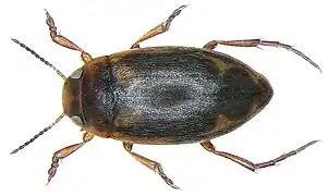 Hydroporus palustris - vue de dessus.