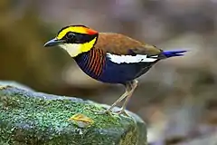 Description de l'image Hydrornis irena - Sri Phang Nga.jpg.