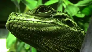 Hydrosaurus weberi - Ménagerie du jardin des plantes - Paris/France