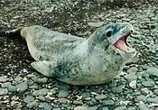 Léopard de mer (Hydrurga leptonyx)