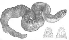 Description de l'image Hydrus Stokesii (Discoveries in Australia).jpg.