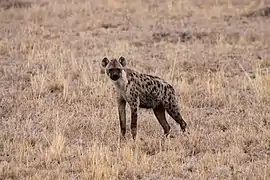 Hyène dans la Réserve nationale du Masai Mara.