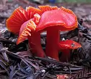 L'Hygrocybe cochenille