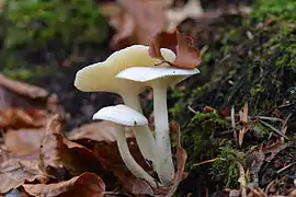 Hygrophore blanc d'ivoire (Hygrophorus eburneus).