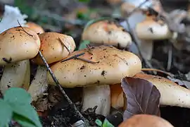 Hygrophore pudibond (Hygrophorus pudorinus).